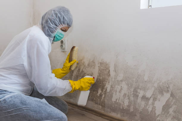 Best Same-Day Mold Removal  in Pawhuska, OK