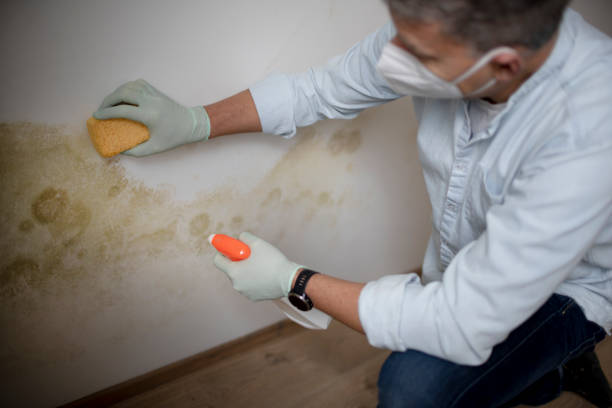 Certified Mold Removal in Pawhuska, OK