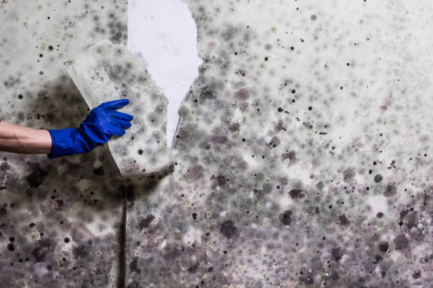 Best Toxic Mold Removal  in Pawhuska, OK